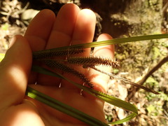 Carex forsteri