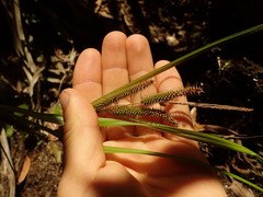 Carex forsteri