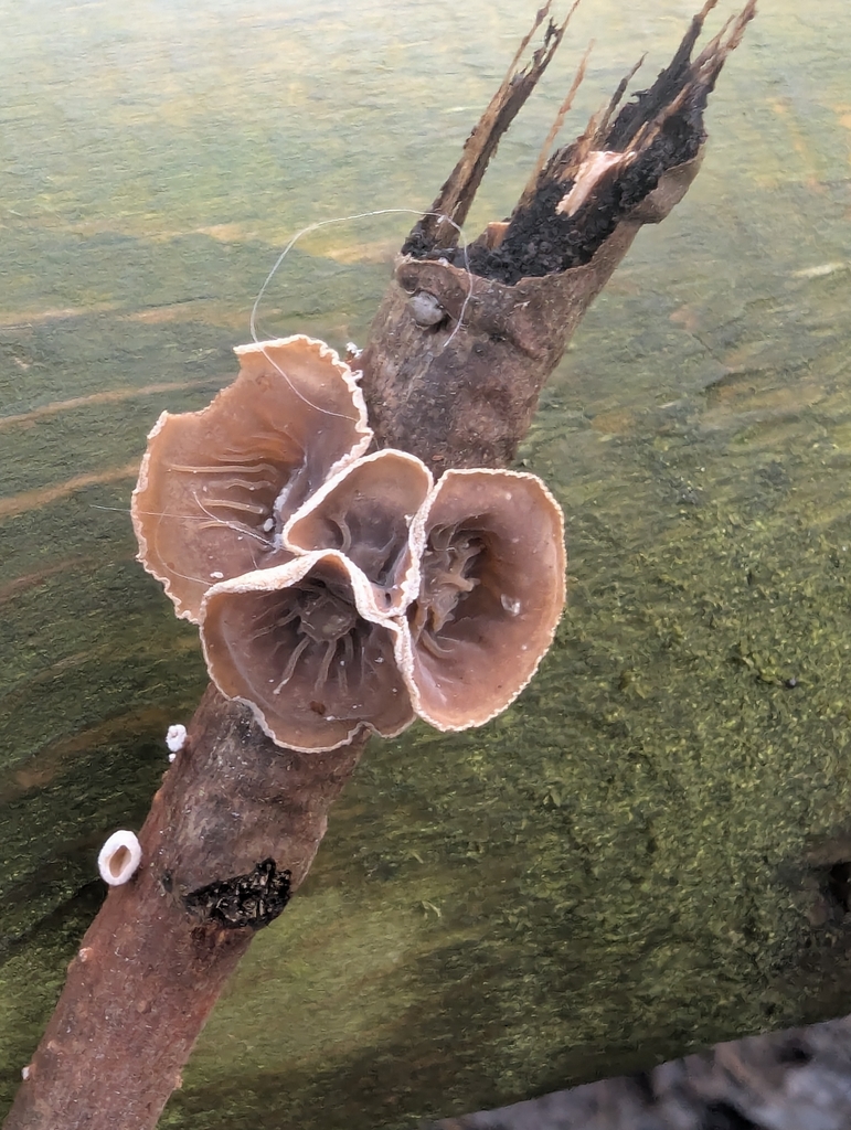 Schizophyllum amplum