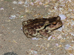 Bufo formosus