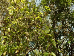 Clematis cunninghamii