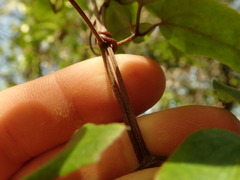Clematis cunninghamii