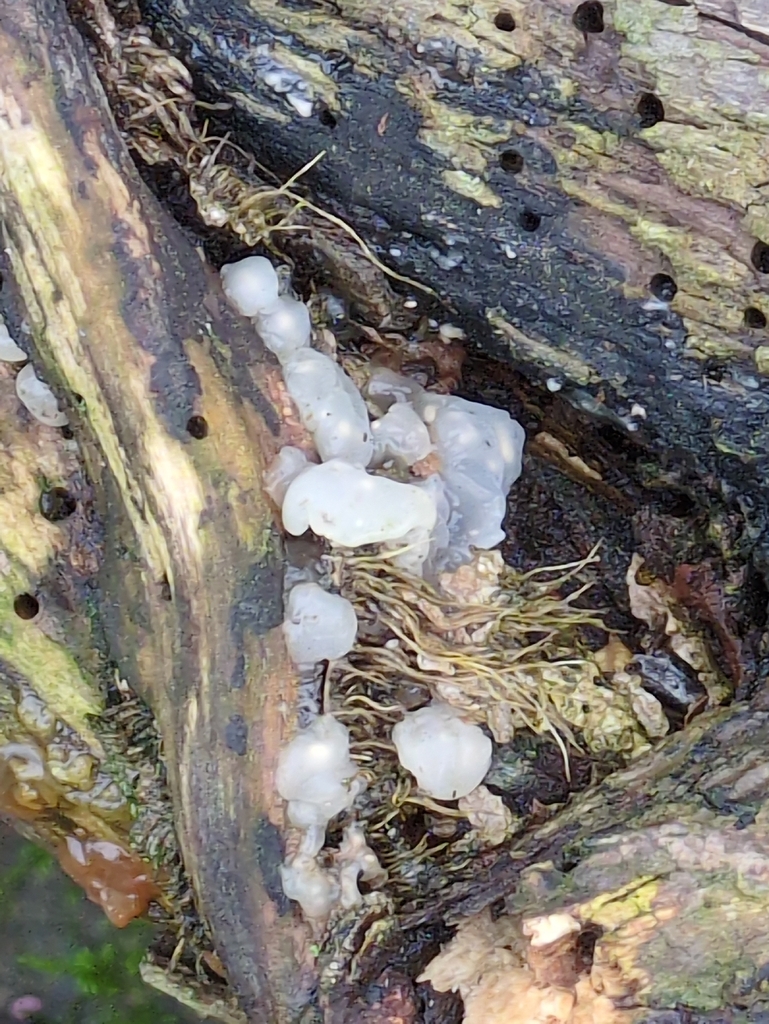 Myxarium nucleatum · February 2026 · photo: © guywallbanks (iNaturalist, cc-by)