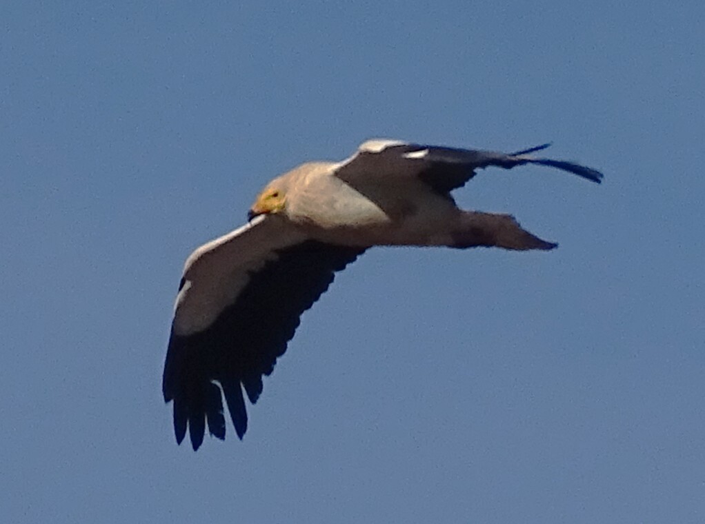Egyptian Vulture (Neophron percnopterus), photo 4