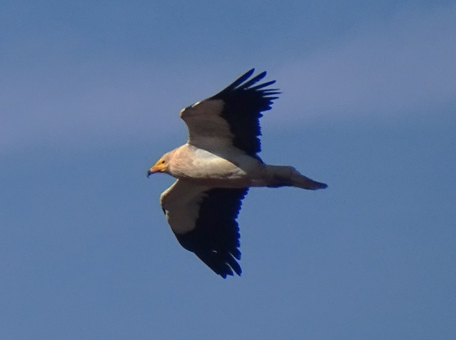 Egyptian Vulture (Neophron percnopterus), photo 3