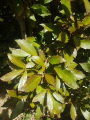 Pseudopanax discolor