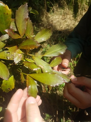 Pseudopanax discolor