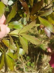 Pseudopanax discolor