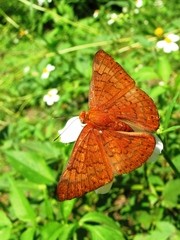 Emesis mandana