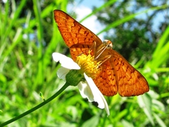 Emesis mandana