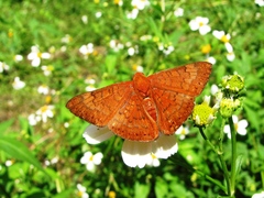 Emesis mandana