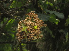 Montanoa quadrangularis