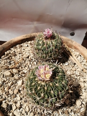 Echinofossulocactus zacatecasensis