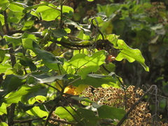 Montanoa quadrangularis