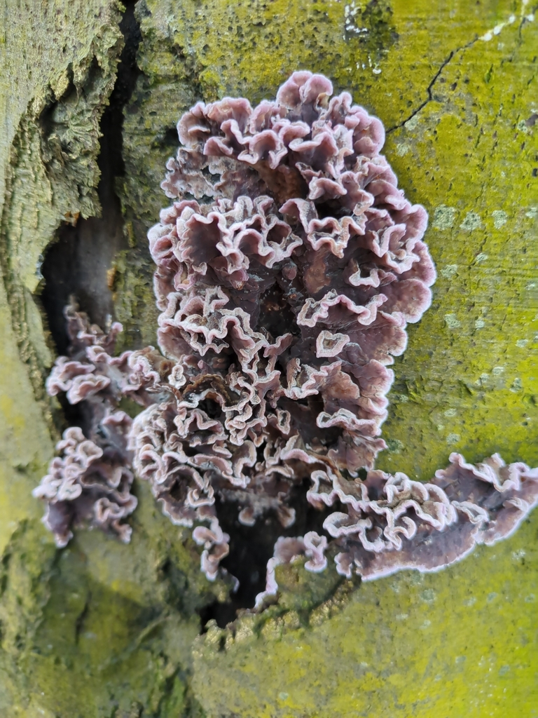 Chondrostereum purpureum · February 2026 · photo: © davemateer (iNaturalist, cc0)