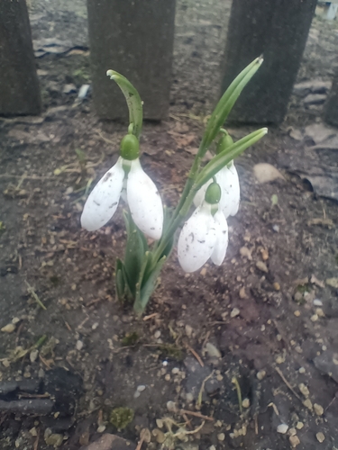 greater snowdrop