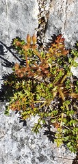 Gingidia decipiens