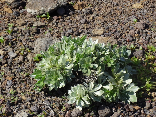 Asteriscus sericeus, photograph 5