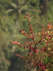 Tillandsia tovarensis