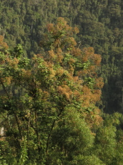 Montanoa quadrangularis