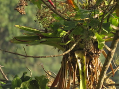 Tillandsia tovarensis