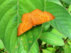 Emesis vulpina