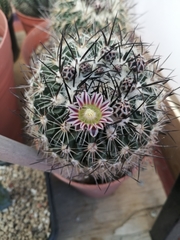 Echinofossulocactus zacatecasensis