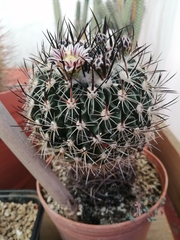 Echinofossulocactus zacatecasensis