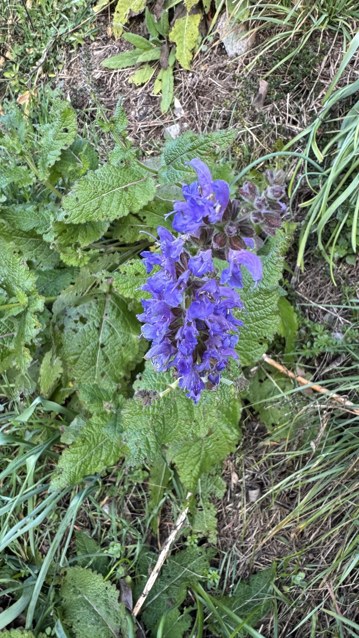 Beispielbild: Wiesensalbei (Salvia pratensis)