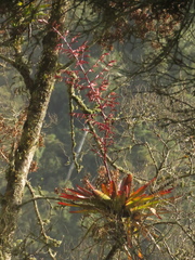 Tillandsia tovarensis