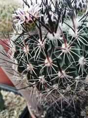 Echinofossulocactus zacatecasensis