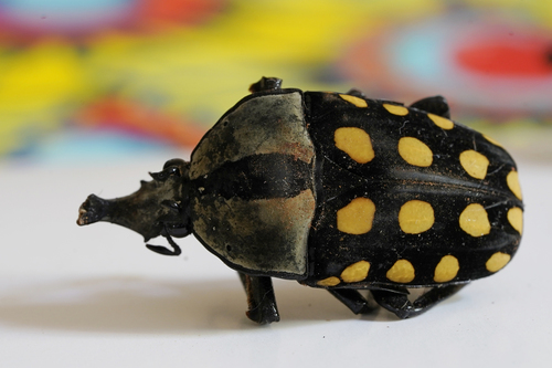 Orange-spotted fruit chafer