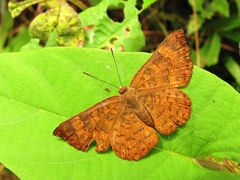Emesis vulpina