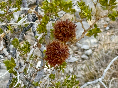 Unknown species found near La Luz, NM, US
