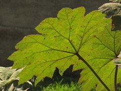 Gunnera brephogea