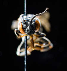 Triepeolus donatus
