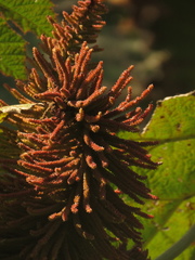 Gunnera brephogea