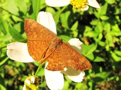 Emesis vulpina