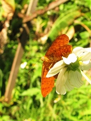 Emesis vulpina