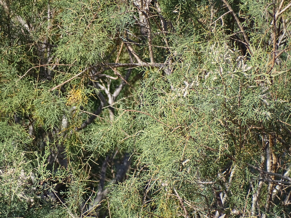 Tamarix canariensis; photograph (c) Christian Berg, some rights reserved (CC BY)