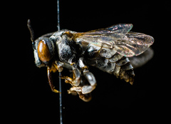 Triepeolus donatus