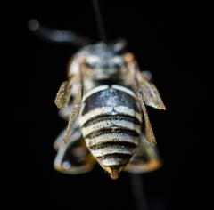 Triepeolus donatus