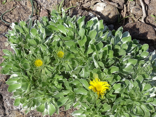 Asteriscus sericeus, photograph 4