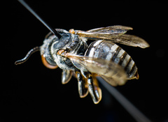 Triepeolus donatus