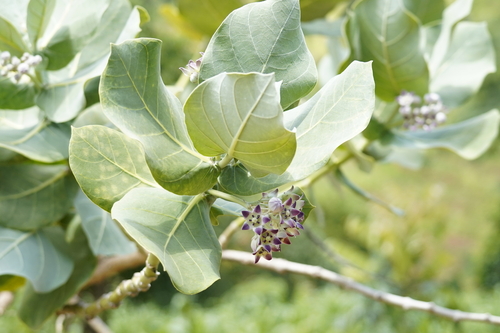 giant milkweed