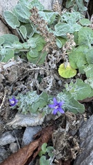 Campanula elatinoides, photograph (c) Paolo Zucca, some rights reserved (CC BY)