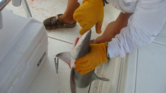 Carcharhinus plumbeus