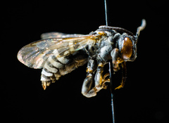 Triepeolus donatus