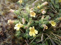 Euphrasia cockayneana