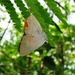 Mariposa Opaca - Photo (c) Jan Meerman, algunos derechos reservados (CC BY-NC), subido por Jan Meerman